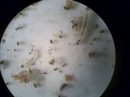 Imagem microscópica exibindo duas larvas de flebotomíneo em diferentes estágios de desenvolvimento sobre um fundo claro com partículas dispersas. À esquerda, a larva L2 apresenta corpo claro e curvado, com aparência segmentada. À direita, a larva L3 é visivelmente maior, mais desenvolvida e possui estruturas sensoriais longas e delgadas na região cefálica. Ambas estão rodeadas por fragmentos orgânicos escuros e claros.​